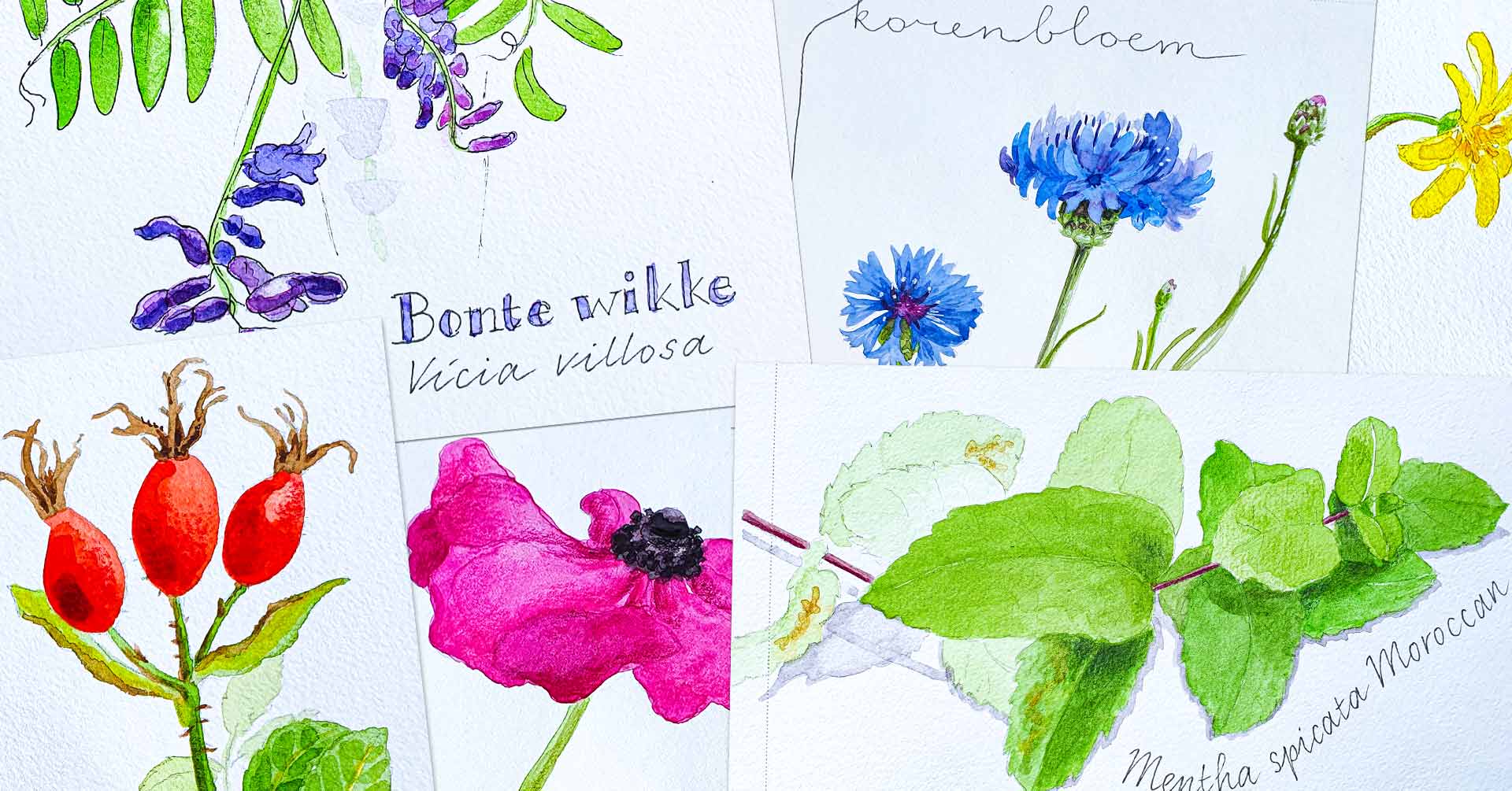 Workshop Nature Journaling: teken natuur in de stad