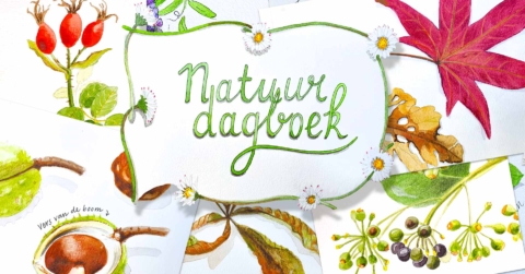 Creatieve workshop Nature Journaling – herfstspecial, Amsterdam centrum